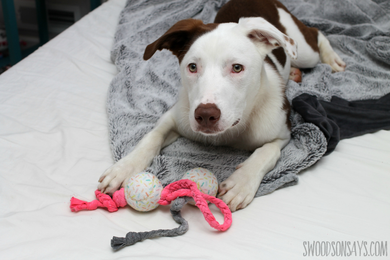 how to make cheap dog toys
